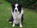 Фотографии к статье: Бордер-колли (Border Collie) / Советы по уходу и воспитанию породы собак, описание собаки, помощь при болезнях, фотографии, дискусии и форум.