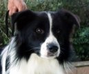 Фотографии к статье: Бордер-колли (Border Collie) / Советы по уходу и воспитанию породы собак, описание собаки, помощь при болезнях, фотографии, дискусии и форум.