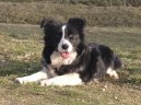 Фотографии к статье: Бордер-колли (Border Collie) / Советы по уходу и воспитанию породы собак, описание собаки, помощь при болезнях, фотографии, дискусии и форум.