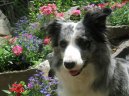 Фотографии к статье: Бордер-колли (Border Collie) / Советы по уходу и воспитанию породы собак, описание собаки, помощь при болезнях, фотографии, дискусии и форум.