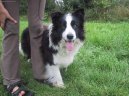 Фотографии к статье: Бордер-колли (Border Collie) / Советы по уходу и воспитанию породы собак, описание собаки, помощь при болезнях, фотографии, дискусии и форум.