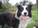 Фотографии к статье: Бордер-колли (Border Collie) / Советы по уходу и воспитанию породы собак, описание собаки, помощь при болезнях, фотографии, дискусии и форум.