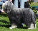 Бородатый колли (Bearded Collie) / Породы собак / Породы собак: Овчарки и пастушьи собаки: Уход, советы, бесплатные объявления, форум, болезни