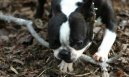 Фотографии к статье: Бостонский терьер (Boston Terrier) / Советы по уходу и воспитанию породы собак, описание собаки, помощь при болезнях, фотографии, дискусии и форум.