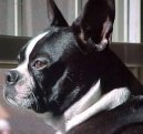 Бостонский терьер (Boston Terrier) / Породы собак / Породы собак: Собаки-компаньоны и той-собаки: Уход, советы, бесплатные объявления, форум, болезни