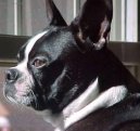 Бостонский терьер (Boston Terrier) / Породы собак / Породы собак: Декоративные: Уход, советы, бесплатные объявления, форум, болезни