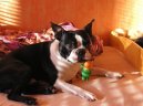 Фотографии к статье: Бостонский терьер (Boston Terrier) / Советы по уходу и воспитанию породы собак, описание собаки, помощь при болезнях, фотографии, дискусии и форум.