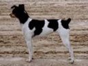 Бразильский терьер (Brasilian Terrier, Terrier Brasilerio) / Породы собак / Уход, советы, бесплатные объявления, форум, болезни