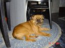 Брюссельский грифон (Griffon Bruxellois, Brussels Griffon) / Породы собак / Породы собак: Собаки-компаньоны и той-собаки: Уход, советы, бесплатные объявления, форум, болезни