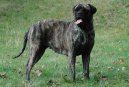 Бульмастиф (Bullmastiff) / Породы собак / Породы собак: Среднего размера: Уход, советы, бесплатные объявления, форум, болезни