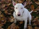 Бультерьер (Bull Terrier) / Породы собак / Уход, советы, бесплатные объявления, форум, болезни