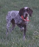 Бурбонский бракк (Braque du Bourbonnais, Bourbonnais Pointing Dog) / Породы собак / Породы собак: Охотничие: Уход, советы, бесплатные объявления, форум, болезни