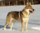 Чехословацкий влчак (Czechoslovakian wolfdog) / Породы собак / Уход, советы, бесплатные объявления, форум, болезни