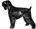 Фотографии к статье: Черный терьер (Black Russian Terrier) / Советы по уходу и воспитанию породы собак, описание собаки, помощь при болезнях, фотографии, дискусии и форум.