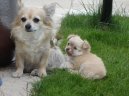 Чихуахуа (Chihuahua) / Породы собак / Уход, советы, бесплатные объявления, форум, болезни