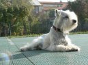 Фотографии к статье: Цвергшнауцер (Карликовый шнауцер) (Zwergschnauzer, Miniature Schnauzer) / Советы по уходу и воспитанию породы собак, описание собаки, помощь при болезнях, фотографии, дискусии и форум.