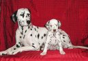 Далматин (Dalmatinac, Dalmatian) / Породы собак / Породы собак: Среднего размера: Уход, советы, бесплатные объявления, форум, болезни