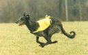 Фотографии к статье: Дирхаунд (Scottish Deerhound) / Советы по уходу и воспитанию породы собак, описание собаки, помощь при болезнях, фотографии, дискусии и форум.