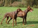 Доберман (Dobermann, Doberman) / Породы собак / Породы собак: Служебные: Уход, советы, бесплатные объявления, форум, болезни