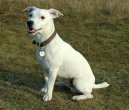 Фотографии к статье: Джек-рассел-терьер (Jack Russell Terrier) / Советы по уходу и воспитанию породы собак, описание собаки, помощь при болезнях, фотографии, дискусии и форум.