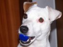 Фотографии к статье: Джек-рассел-терьер (Jack Russell Terrier) / Советы по уходу и воспитанию породы собак, описание собаки, помощь при болезнях, фотографии, дискусии и форум.