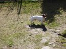 Фотографии к статье: Джек-рассел-терьер (Jack Russell Terrier) / Советы по уходу и воспитанию породы собак, описание собаки, помощь при болезнях, фотографии, дискусии и форум.