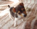 Джек-рассел-терьер (Jack Russell Terrier) / Породы собак / Породы собак: Терьеры: Уход, советы, бесплатные объявления, форум, болезни