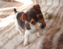 Джек-рассел-терьер (Jack Russell Terrier) / Породы собак / Породы собак: Охотничие: Уход, советы, бесплатные объявления, форум, болезни