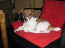 Фотографии к статье: Джек-рассел-терьер (Jack Russell Terrier) / Советы по уходу и воспитанию породы собак, описание собаки, помощь при болезнях, фотографии, дискусии и форум.