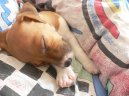 Фотографии к статье: Джек-рассел-терьер (Jack Russell Terrier) / Советы по уходу и воспитанию породы собак, описание собаки, помощь при болезнях, фотографии, дискусии и форум.