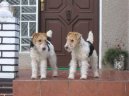 Фокстерьер жесткошерстный (Fox Terrier Wire) / Породы собак / Уход, советы, бесплатные объявления, форум, болезни