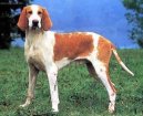 Французская красно-пегая гончая (French White and Orange Hound) / Породы собак / Уход, советы, бесплатные объявления, форум, болезни