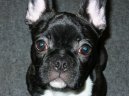 Фотографии к статье: Французский бульдог (Bouledogue francais, French Bulldog) / Советы по уходу и воспитанию породы собак, описание собаки, помощь при болезнях, фотографии, дискусии и форум.