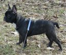 Фотографии к статье: Французский бульдог (Bouledogue francais, French Bulldog) / Советы по уходу и воспитанию породы собак, описание собаки, помощь при болезнях, фотографии, дискусии и форум.