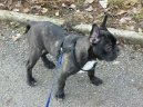 Фотографии к статье: Французский бульдог (Bouledogue francais, French Bulldog) / Советы по уходу и воспитанию породы собак, описание собаки, помощь при болезнях, фотографии, дискусии и форум.