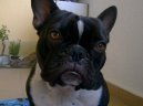 Фотографии к статье: Французский бульдог (Bouledogue francais, French Bulldog) / Советы по уходу и воспитанию породы собак, описание собаки, помощь при болезнях, фотографии, дискусии и форум.