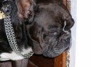 Фотографии к статье: Французский бульдог (Bouledogue francais, French Bulldog) / Советы по уходу и воспитанию породы собак, описание собаки, помощь при болезнях, фотографии, дискусии и форум.