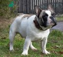 Фотографии к статье: Французский бульдог (Bouledogue francais, French Bulldog) / Советы по уходу и воспитанию породы собак, описание собаки, помощь при болезнях, фотографии, дискусии и форум.