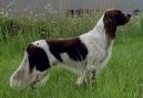 Французский спаниель (French spaniel) / Породы собак / Уход, советы, бесплатные объявления, форум, болезни