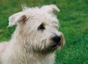 Ирландский глен-оф-имаал-терьер (Irish Glen of Imaal terier) / Породы собак / Породы собак: Среднего размера: Уход, советы, бесплатные объявления, форум, болезни