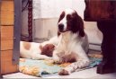 Фотографии к статье: Ирландский красно-белый сеттер (Irish Red and White Setter) / Советы по уходу и воспитанию породы собак, описание собаки, помощь при болезнях, фотографии, дискусии и форум.