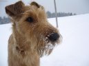 Фотографии к статье: Ирландский терьер (Irish Terrier) / Советы по уходу и воспитанию породы собак, описание собаки, помощь при болезнях, фотографии, дискусии и форум.