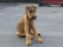 Фотографии к статье: Ирландский терьер (Irish Terrier) / Советы по уходу и воспитанию породы собак, описание собаки, помощь при болезнях, фотографии, дискусии и форум.