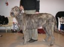 Ирландский волкодав (Irish Wolfhound) / Породы собак / Породы собак: Борзые: Уход, советы, бесплатные объявления, форум, болезни