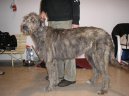 Фотографии к статье: Ирландский волкодав (Irish Wolfhound) / Советы по уходу и воспитанию породы собак, описание собаки, помощь при болезнях, фотографии, дискусии и форум.