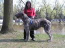 Фотографии к статье: Ирландский волкодав (Irish Wolfhound) / Советы по уходу и воспитанию породы собак, описание собаки, помощь при болезнях, фотографии, дискусии и форум.