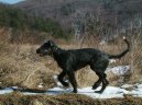 Фотографии к статье: Ирландский волкодав (Irish Wolfhound) / Советы по уходу и воспитанию породы собак, описание собаки, помощь при болезнях, фотографии, дискусии и форум.