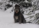 Фотографии к статье: Ирландский волкодав (Irish Wolfhound) / Советы по уходу и воспитанию породы собак, описание собаки, помощь при болезнях, фотографии, дискусии и форум.