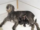 Фотографии к статье: Ирландский волкодав (Irish Wolfhound) / Советы по уходу и воспитанию породы собак, описание собаки, помощь при болезнях, фотографии, дискусии и форум.