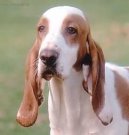 Испанская гончая (Spanish Hound) / Породы собак / Породы собак: Среднего размера: Уход, советы, бесплатные объявления, форум, болезни